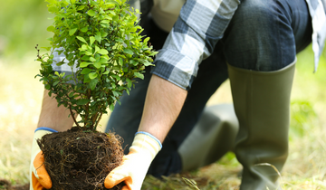 Guidelines to Planting Native Trees in NZ– Tree Gifts NZ