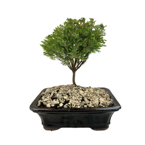 Bonsai Chamecyprus 'Barry's White' - Brown Pot