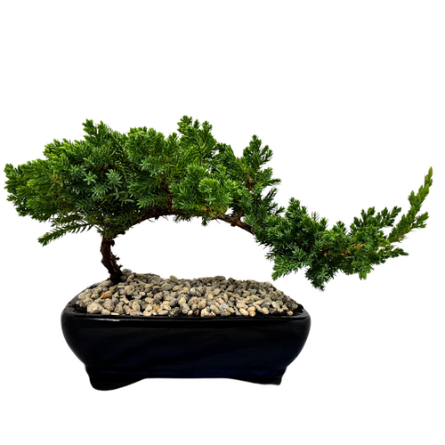 Bonsai Juniper - 2yo *New release*