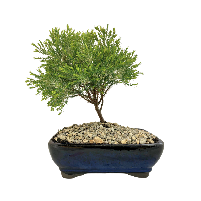 Bonsai Chamecyprus 'Barry's White' - Blue Pot