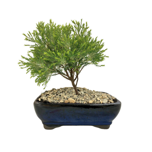 Bonsai Chame 'Barry's White' - Blue Pot