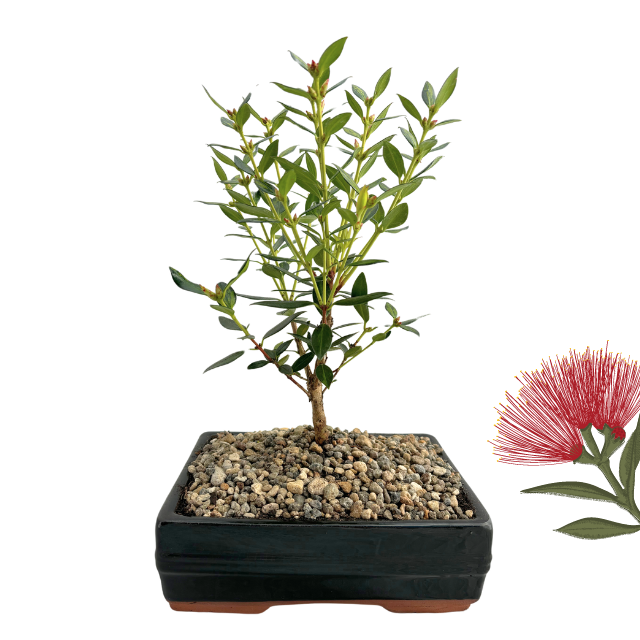 Bonsai Pohutukawa - 2yo