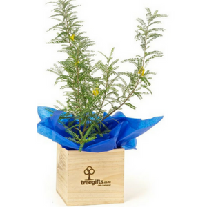 Native Kowhai Tree Gift Delivered in NZ  by Tree Gifts NZ  includes large wooden planter gift box