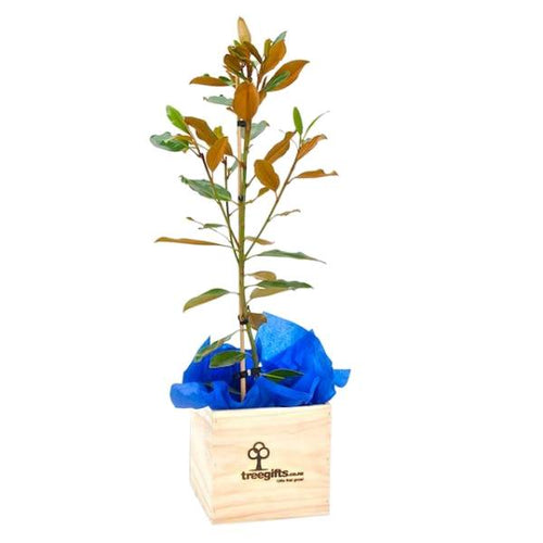 Magnolia grandiflora little gem tree in wooden planter box on white background