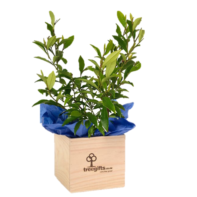 3yo Port Wine Magnolia Figo in large wooden planter box