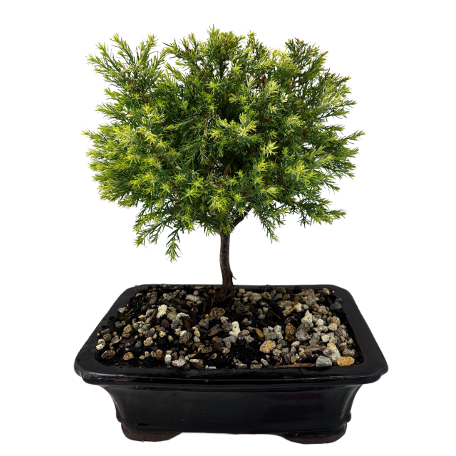 Bonsai Chame 'Barry's White'