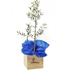 3yo large Olive Tree (Tree of Peace) -  in wooden planter box on white background