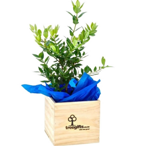 3yo Pohutukawa Tree in wooden planter box on white background