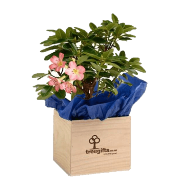 Rhododendron Gift - Large