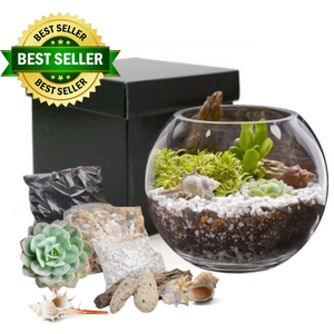 terrarium kit with bowl, plants and decorations in black gift box 