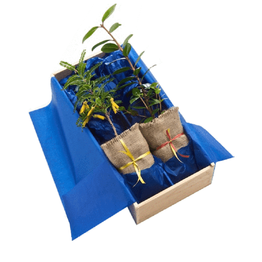 Two living plant and trees in a wooden gift box with blue tissue